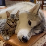 サンちゃん、ユキちゃんふたりはどうなる？（かもしかさん提供、Twitterよりキャプチャ撮影）