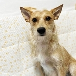 臆病だけど穏やかな性格のお母さんワンコ・アイル