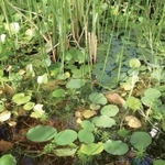 自宅に「湿地帯」を作る人が増えているって本当？