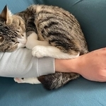 すやすや安心して眠る姿が可愛い＝ちいまの日常さん（@chimanonitijo）提供