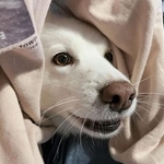 構ってちゃんになることも＝memory_of_silkyさん提供