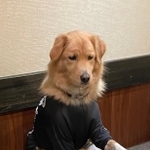 えっと、上ロースとハラミください！＝アロ犬さん ALOさん（@dog_alo）提供