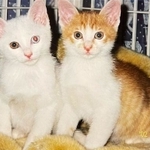 生後2カ月くらいの時。ちゃたろうくん（右）、こたろうくん＝m.i.kanさん提供