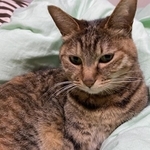 キジトラのうずらちゃん