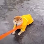 わたちは拒否柴でございまする（「シヴァ犬こむぎっす　豆シヴァわらび」さん提供、YouTubeよりキャプチャ撮影）