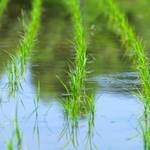 田植え後の水田　※写真はイメージです（Paylessimages/stock.adobe.com）