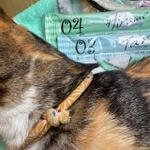 MARVELママさんの自宅庭で息を引き取っていた三毛猫（画像提供：MARVELママさん）