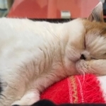 熟睡中のモフモフ猫、この後お顔を踏まれてしまうが…（みかんとじろうさんちさん提供、Twitterよりキャプチャ撮影）