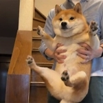 捕まっちゃった…！？　(画像提供：豆柴うに&amp;ゴールデンレトリバーおからさん)