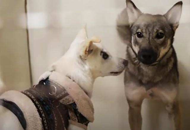 保護団体スタッフ、そして他のワンコから支えてもらいながら生き続けるガープ（左）