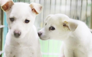 雪のような真っ白な毛がかわいい元野犬の子犬、パスコとウェナッチ
