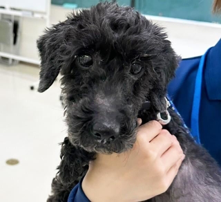 ダックス×プードルのミックス犬のベルくん