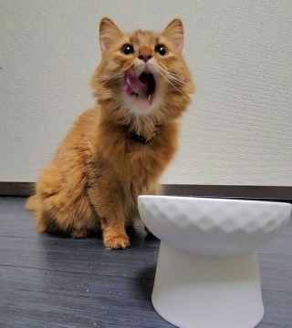 「あ～、うんまあ～」と舌ペロリ＝しぴこめさん（@chipie0826）提供