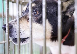 愛護センターで威嚇するように吠えていたカルパス