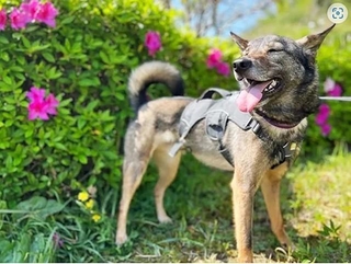 元野犬の保護犬・シュン