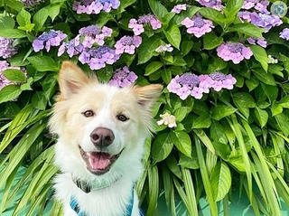 人懐っこい笑顔を見せてくれた保護犬・ソウデル