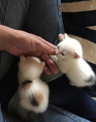 【ビフォー写真】保護して4日目の子猫たちの写真がお団子みたいで「可愛すぎる」と話題（ねこさん提供）