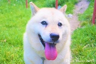 ケージに入れられ、大雨の中捨てられていたところを保護されたみゆき