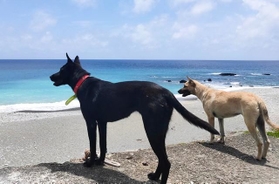 2021年、台湾の秘島・蘭嶼で、別々の日本人旅行者が時差を置いて撮影した2頭のワンコ（撮影：加賀ま波さん）