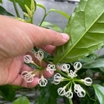 まるで泡だて器…この植物知ってますか？（伊藤彰洋さん提供）