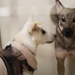 保護団体スタッフ、そして他のワンコから支えてもらいながら生き続けるガープ（左）