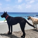 2021年、台湾の秘島・蘭嶼で、別々の日本人旅行者が時差を置いて撮影した2頭のワンコ（撮影：加賀ま波さん）