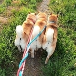 ぎゅうぎゅうになってお散歩する柴犬親子が話題に（マヨネさん提供）