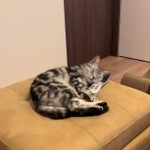 スヤァ…（画像提供：あんこさん)