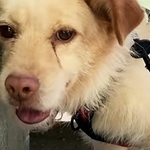 自分の身は自分で守ってきた元野犬の保護犬、ルード