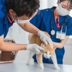 動物病院で診察拒否されるケースがあるようです　※画像はイメージです（buritora/stock.adobe.com）