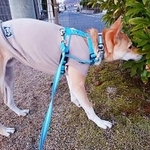 ムクロの本来の性格は甘えん坊。でも、極度のビビリ体質でもありました