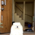 Twitter上で「盛り塩」と言われた白いポメ犬が話題に（「ちくわ（白ポメラニアン）」さん提供）