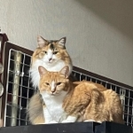 冷蔵庫の上がお気に入り。キキちゃん（右）、ララちゃん＝santatogenさん提供