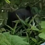 茂みの中にいるツキノワグマ（提供）