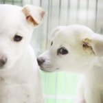 雪のような真っ白な毛がかわいい元野犬の子犬、パスコとウェナッチ