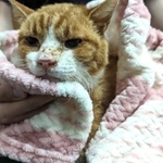 猫ちゃんは無事に保護されました（ねこかつさん提供）