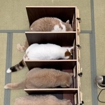 一蘭方式で大好物のご飯を食べるモフモフ猫たちが話題に（「猫は液体」さん提供）