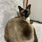 見返り美人＝santatogenさん提供