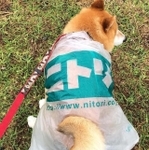 ニトリカッパ姿でお散歩する柴犬さんが話題に（飼い主さん提供、Instagramよりキャプチャ撮影）