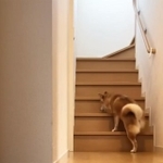 音だけでなく気配そのものを消しています…！(画像提供：柴犬ももさん)