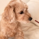 ペット用ジビエ愛用者のうち9割以上があげ続けたいと回答　※画像はイメージです（nozomin/stock.adobe.com）