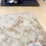 全力でくつろいでいるプレーリードッグのこゆきちゃん（提供画像）