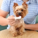 愛犬のデンタルケアで使用しているものは？　※画像はイメージです（New Africa/stock.adobe.com）