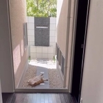 「事件現場？事故現場？」へそ天寝で動かない犬が話題に（飼い主さん提供、Instagramよりキャプチャ撮影）