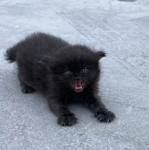 猫の声が鳴り止まず、車の停めてあったところに近付いたら、黒い子猫を発見。置き去りか？（mizさん提供）