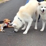 大好きな秋田犬に出くわすとスライディング腹見せをしてくるビーグル犬の動画が話題に（「秋田犬こゆきと愉快な仲間達」さん提供、Twitterよりキャプチャ撮影）
