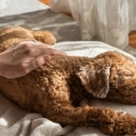 多くの獣医師が「飼い主によるペットの記録」が診察に役立つと回答　※画像はイメージです（ururu/stock.adobe.com）