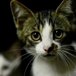 批判殺到の猫のサブスク「ねこホーダイ」運営会社が解散へ。譲渡予定だった猫はどこに？（ photoACよりOmushiさん撮影、イメージ画像）