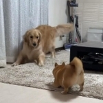 見つめ合って…この後はどうなった！？　(画像提供：豆柴うに&amp;ゴールデンレトリバーおからさん)