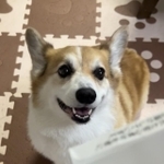 輸血を受けたぽてちくん。引き続き、輸血の協力をお願いしているという（ぽてちくんの飼い主さん提供）